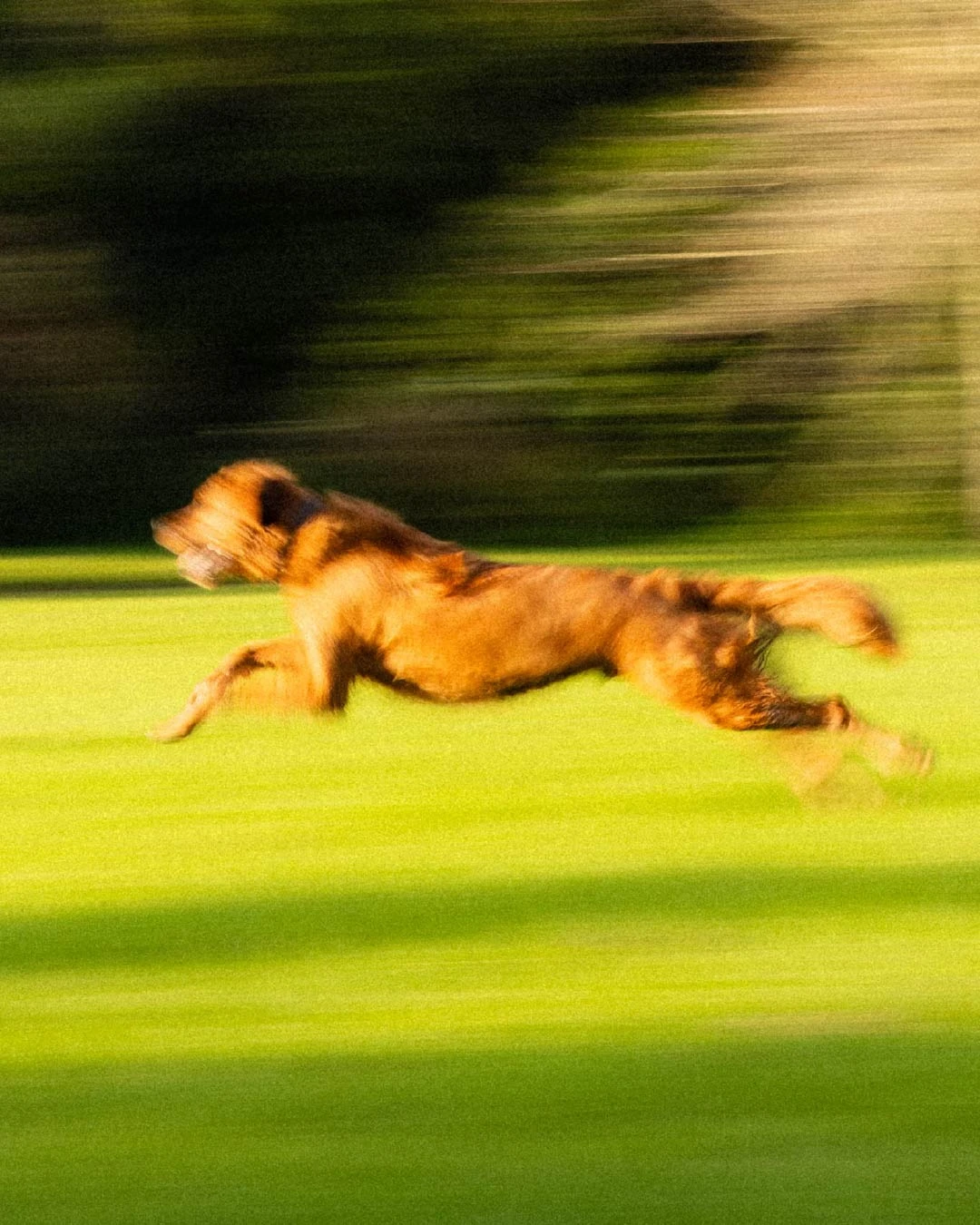 AFL_Website_loans-pet-mobile